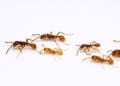 ants-army.jpg