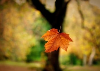 fallen-leaf.jpg