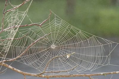 spider-web.jpg