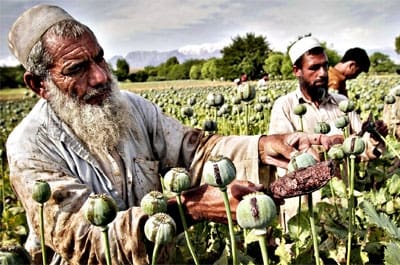 opium-afgan.jpg