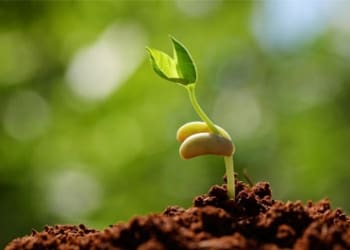 seed-grow.jpg