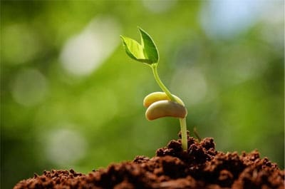 seed-grow.jpg