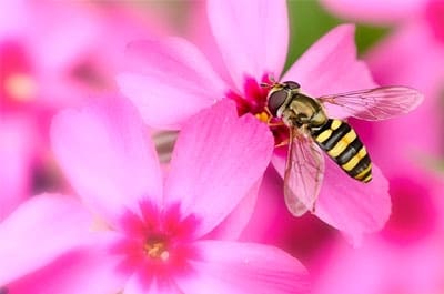 flower-bee.jpg