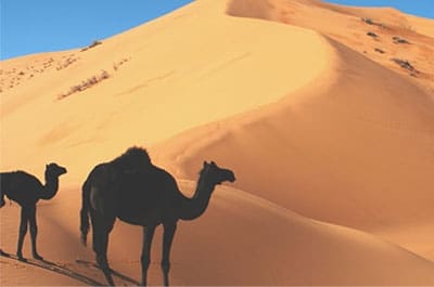 camel-desert.jpg