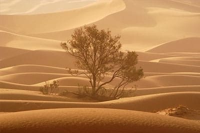 tree-desert.jpg