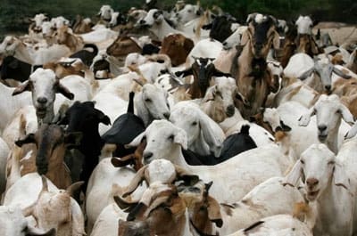 Goat-slaughter.jpg