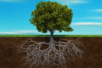 root-tree.jpg