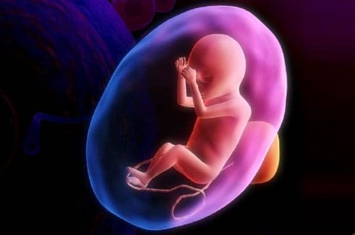 abortion-womb.jpg