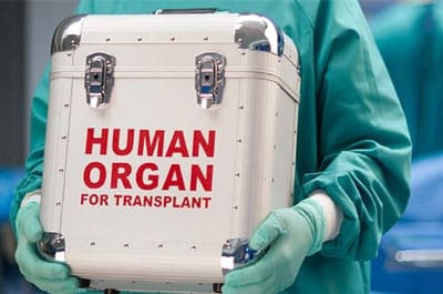 Human-Organ.jpg